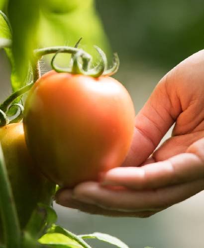 Verduras